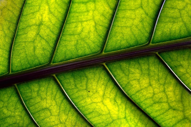Nature art