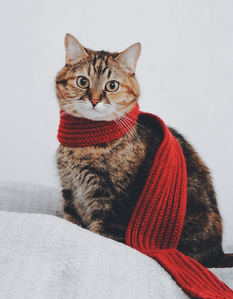 Repurposed Scarf